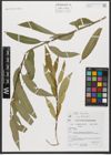 Foto von Salix triandra subsp. triandra L.